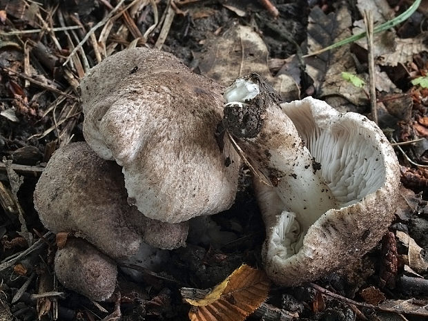 čírovka  Tricholoma