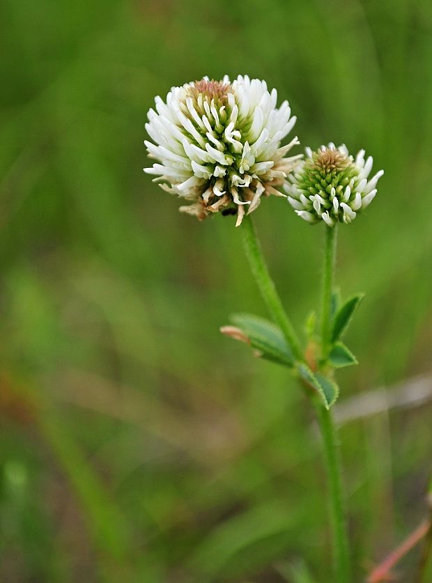 ďatelina horská Trifolium montanum L.