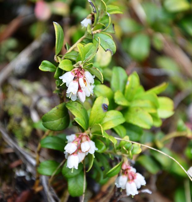 brusnica pravá Vaccinium vitis-idaea L.