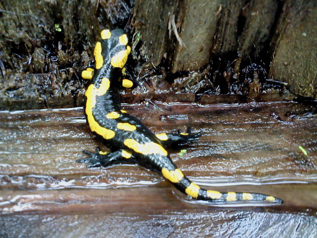 salamandra škvrnita