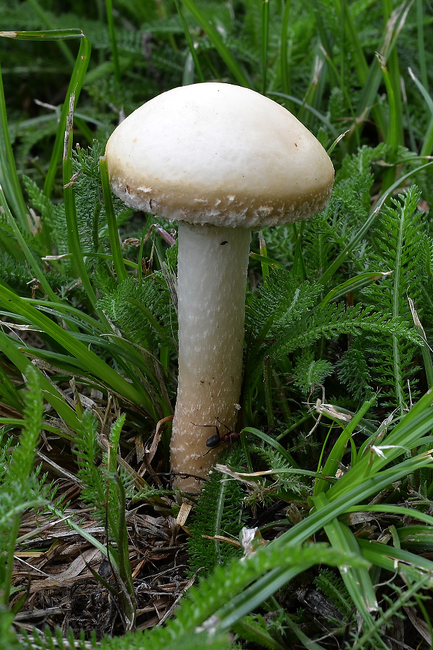 poľnička Agrocybe sp.