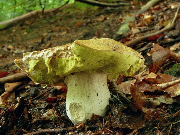 hríb Boletus sp.