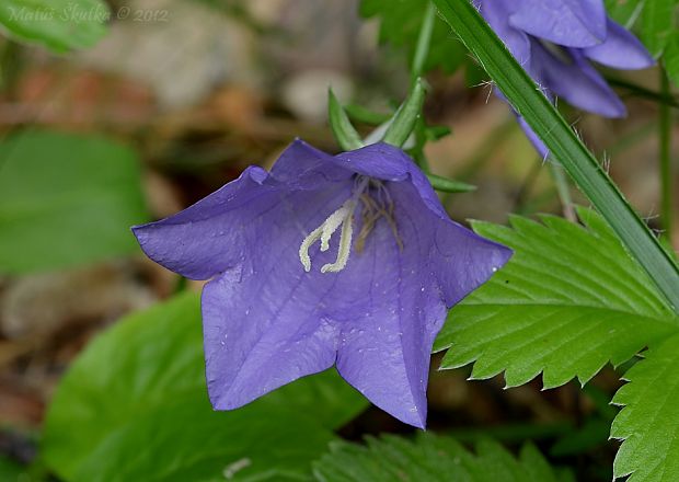 zvonček broskyňolistý Campanula persicifolia L.