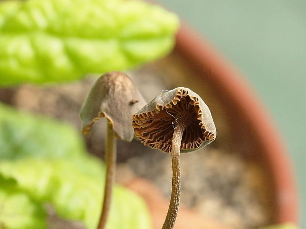 kapucňovec Conocybe sp.