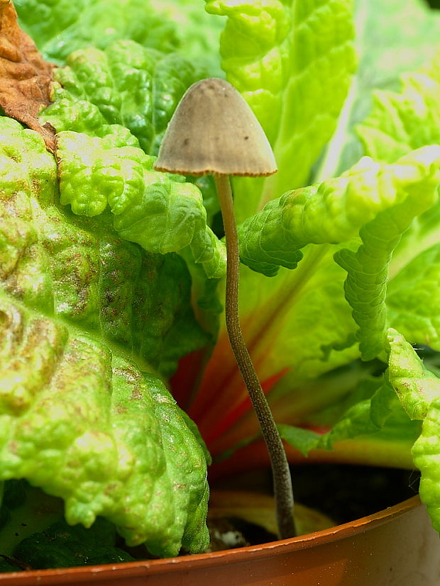 kapucňovec Conocybe sp.