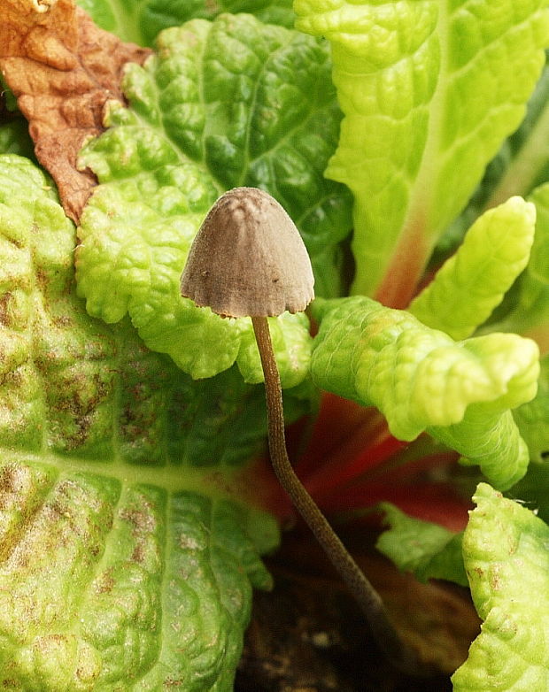 kapucňovec Conocybe sp.