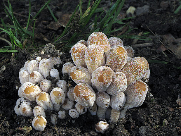 hnojník Coprinellus sp.