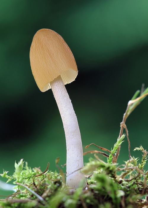 hnojník Coprinus sp.