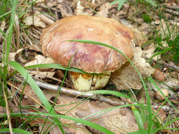 hríb príveskatý Cyanoboletus pulverulentus (Opat.) Gelardi, Vizzini & Simonini