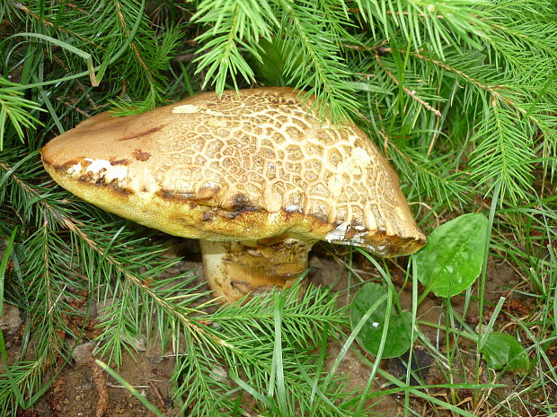 hríb modrejúci Cyanoboletus pulverulentus (Opat.) Gelardi, Vizzini & Simonini