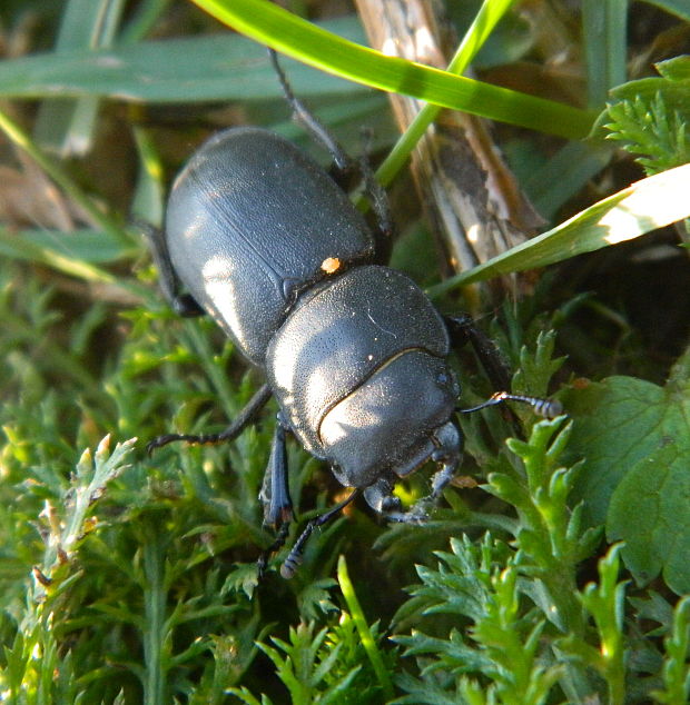 roháčik obyčajný Dorcus parallelopipedus