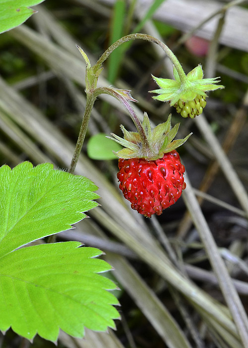 jahoda obyčajná Fragaria vesca L.