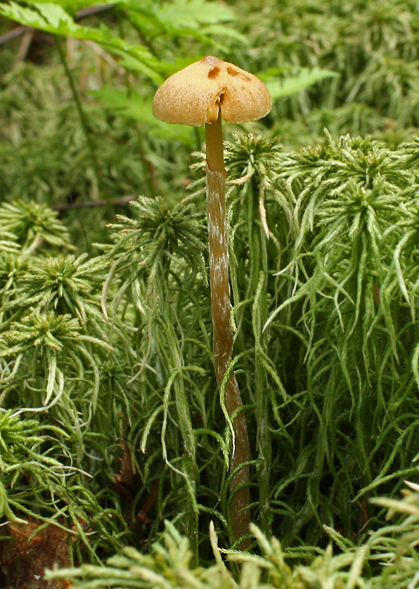 kapucňovka močiarna Galerina paludosa  (Fr.) Kühner