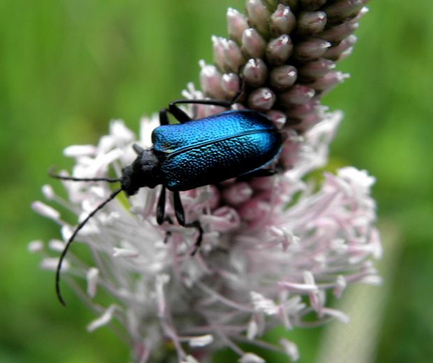 fuzač Gaurotes (Carilia) virginea