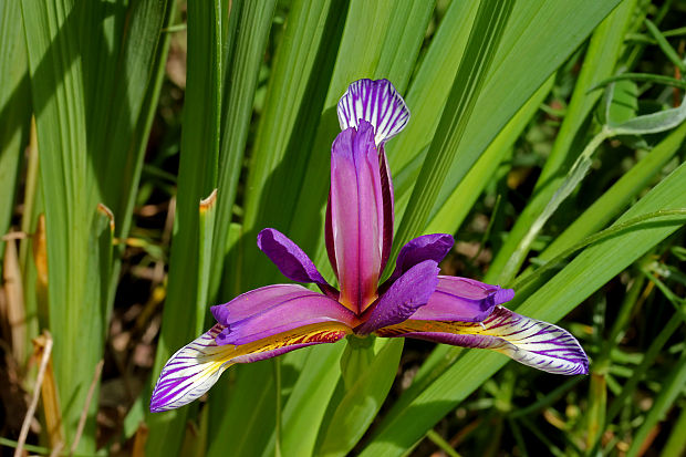 kosatec trávolistý Iris graminea L.