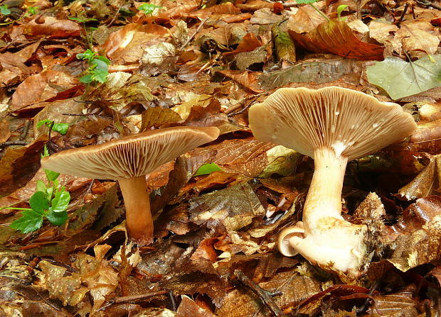 rýdzik Lactarius sp.