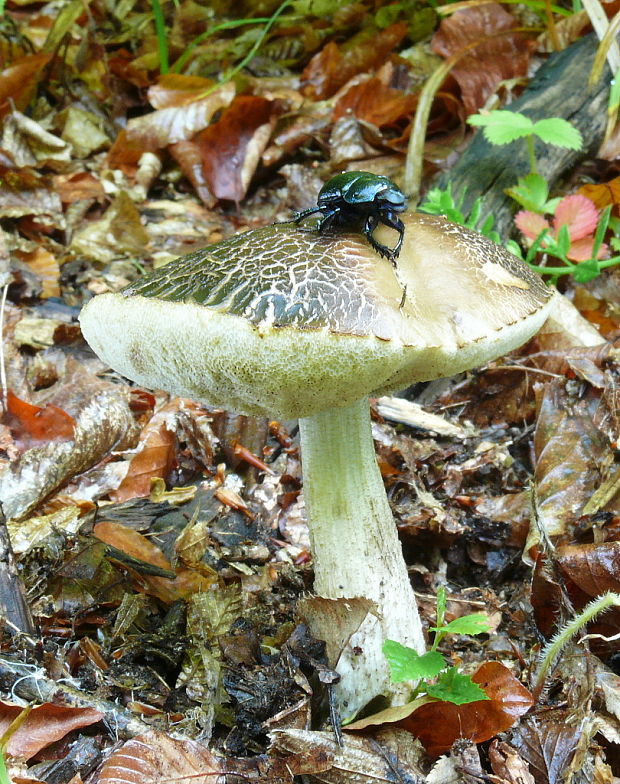 kozák hrabový Leccinum pseudoscabrum (Kallenb.) Šutara