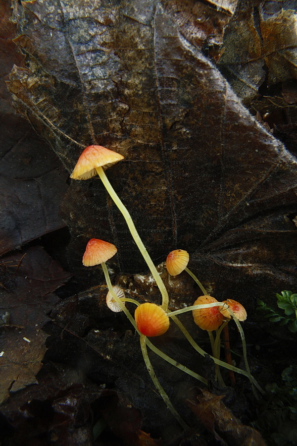 prilbička ihličková Mycena acicula (Schaeff.) P. Kumm.