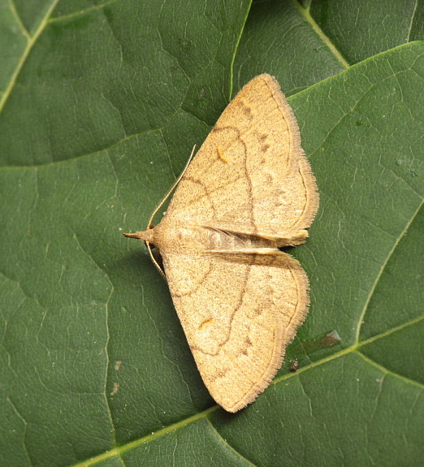 pamora hrabanková Paracolax tristalis