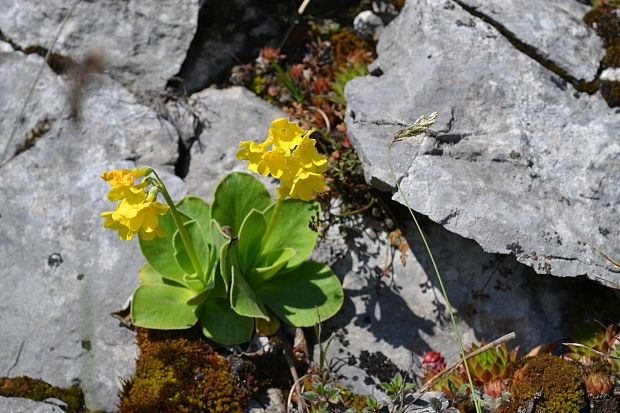 prvosienka holá Primula auricula L.