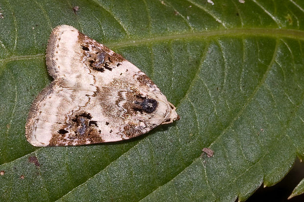 morička jasnobiela  Pseudeustrotia candidula