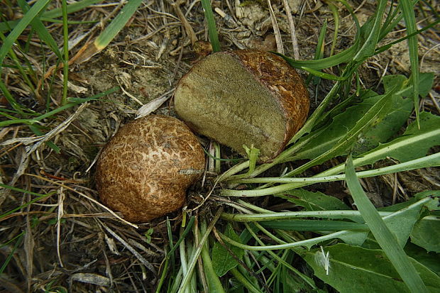 koreňovec Rhizopogon sp.