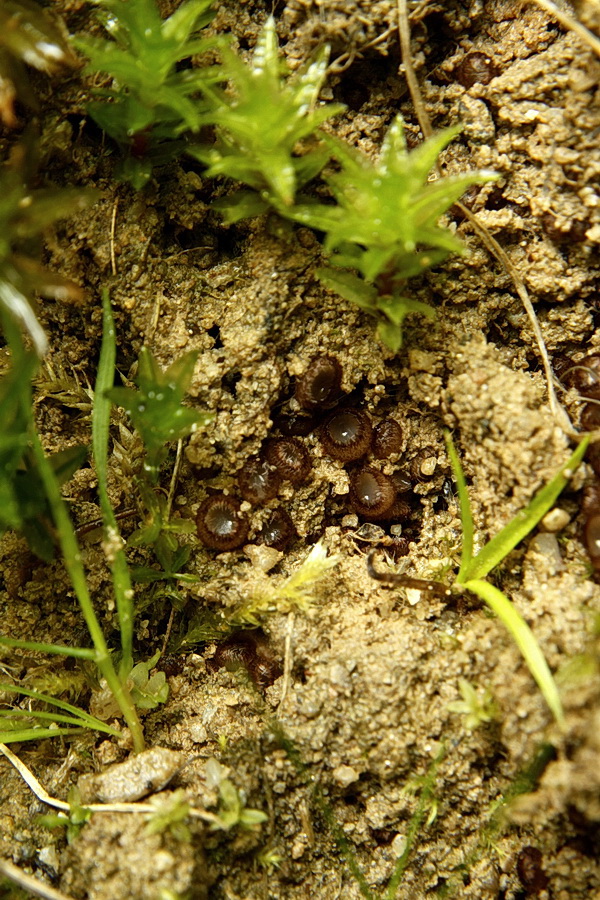 trichoféa Trichophaea sp.