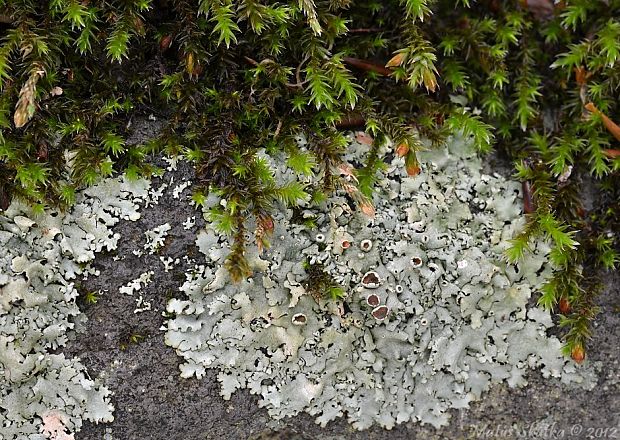 diskovka lesklá Xanthoparmelia somloënsis (Gyeln.) Hale