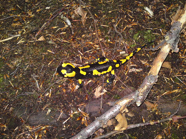 salamandra skvrnita