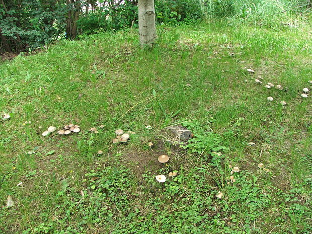 pečiarka fialovkastá Agaricus semotus Fr.