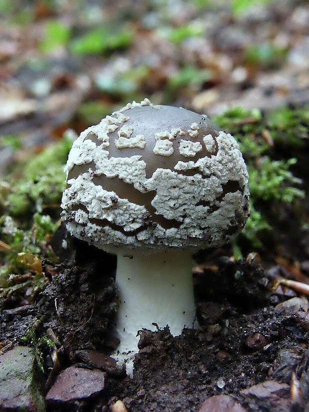 muchotrávka hrubá Amanita excelsa (Fr.) Bertill.