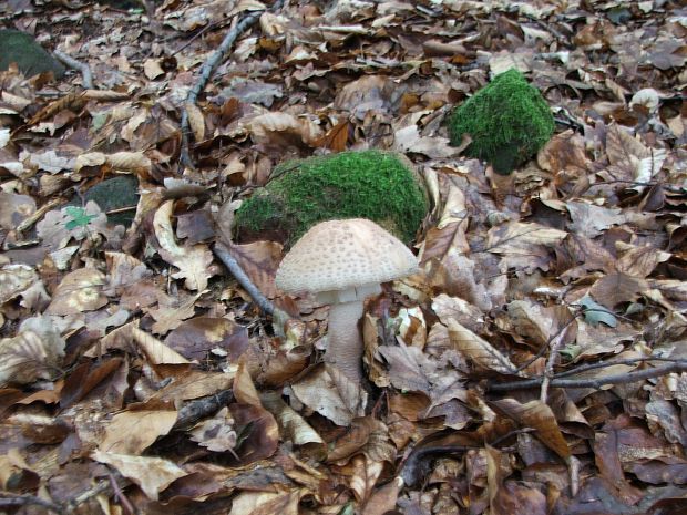 muchotrávka červenkastá Amanita rubescens Pers.