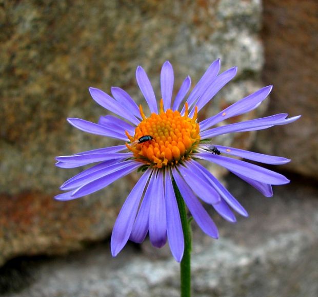 astra alpínska Aster alpinus L.