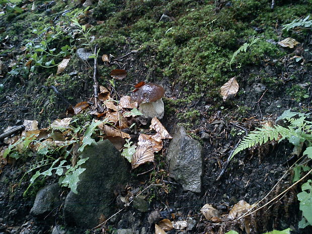 hríb smrekový Boletus edulis Bull. ex Fr.