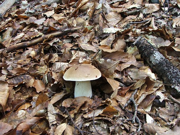 hríb dubový Boletus reticulatus Schaeff.