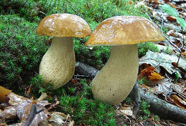 hríb dubový Boletus reticulatus Schaeff.