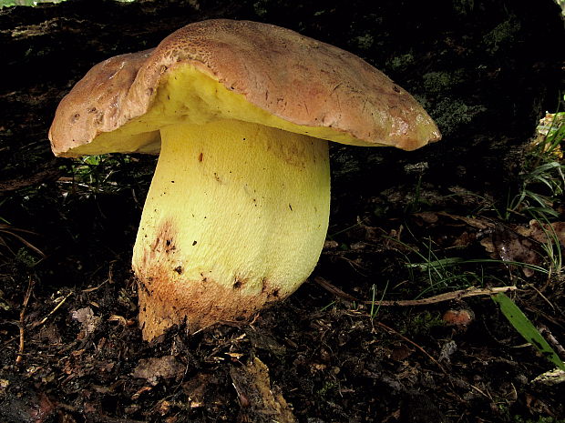 hríb príveskatý Butyriboletus appendiculatus (Schaeff. ex Fr.) Secr.