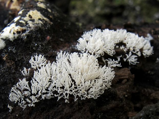 rohačka kríčkovitá Ceratiomyxa fruticulosa var. fruticulosa (O.F. Müll.) T. Macbr