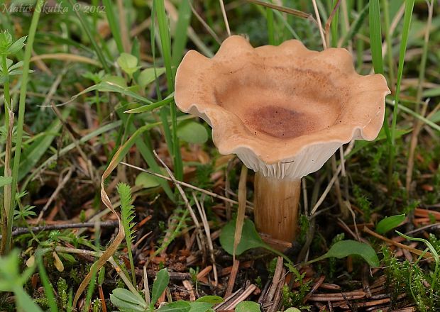 strmuľka rebernatá Clitocybe costata