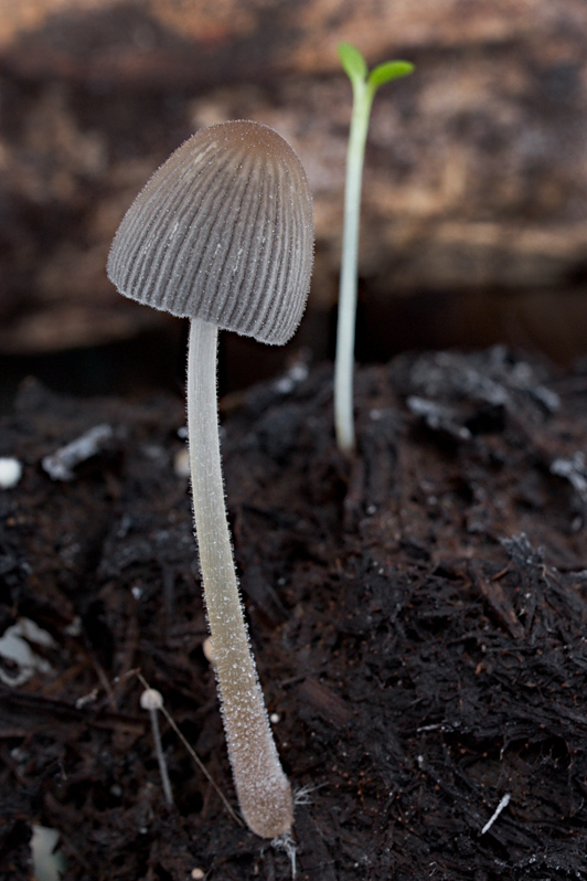 hnojník Coprinellus