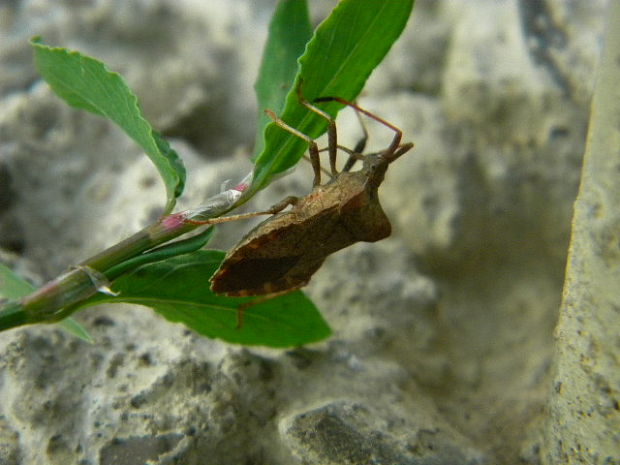 obrubnica štiavová Coreus marginatus