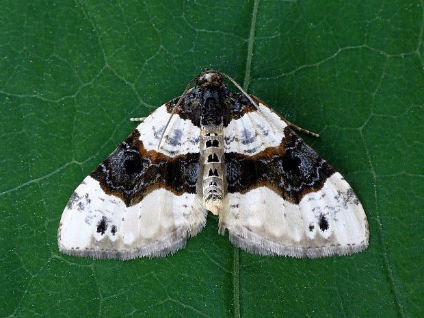 piadivka očkatá Cosmorhoe ocellata Linnaeus, 1758