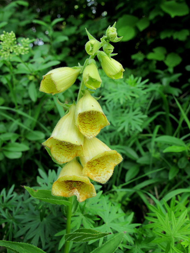 náprstník veľkokvetý Digitalis grandiflora Mill.