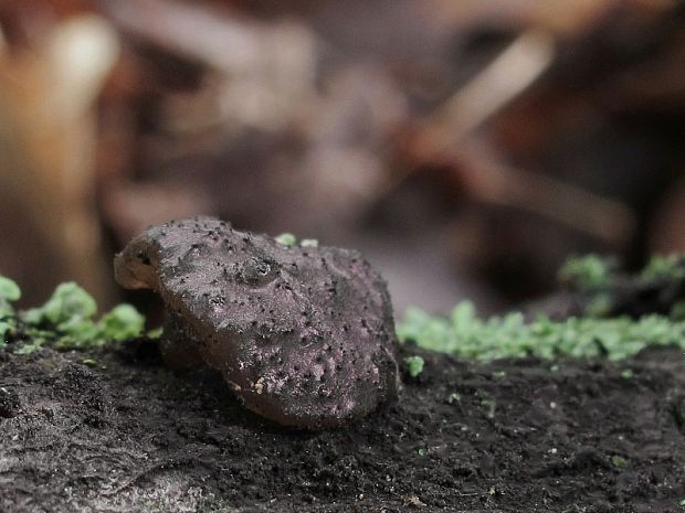 tmavorôsolovec mušľovitý Exidia truncata Fr.