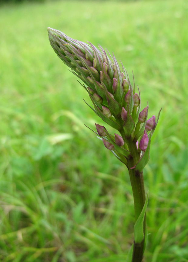 päťprstnica obyčajná Gymnadenia conopsea (L.) R. Br.