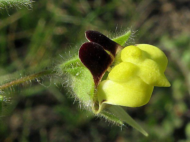 oštepovka pochybná Kickxia spuria (L.) Dumort.