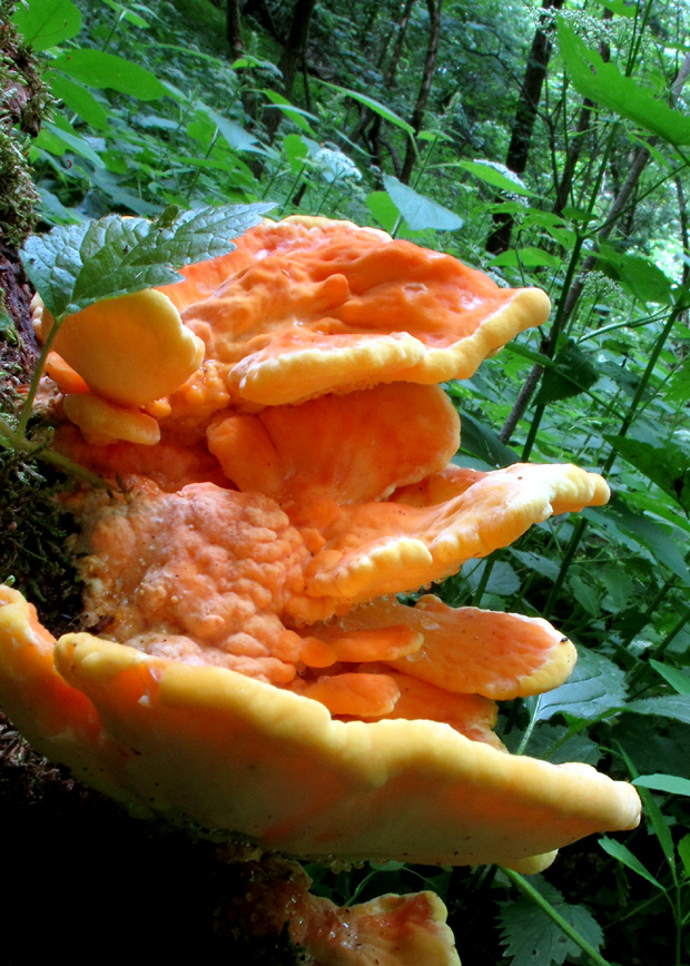 sírovec obyčajný Laetiporus sulphureus (Bull.) Murrill