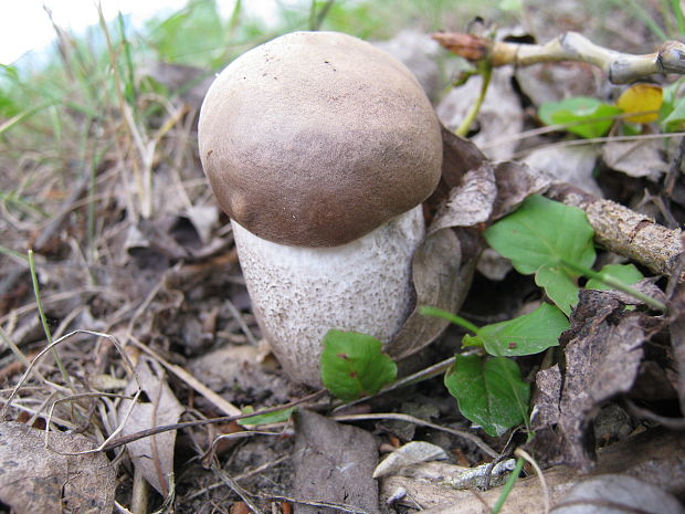 kozák topoľový Leccinum duriusculum (Schulzer ex Kalchbr.) Singer