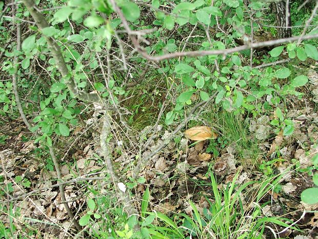 kozák brezový Leccinum scabrum (Bull.) Gray