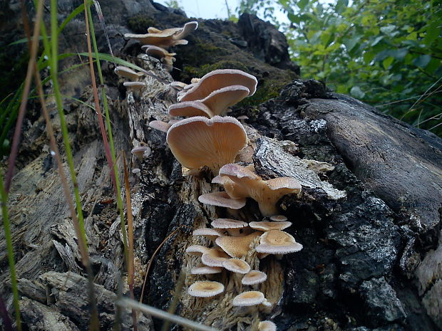 húževnatec chlpatý Lentinus strigosus Fr.